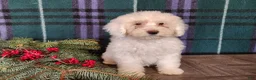 Mini Bernedoodle dogs for sale: Flake - Ad 7