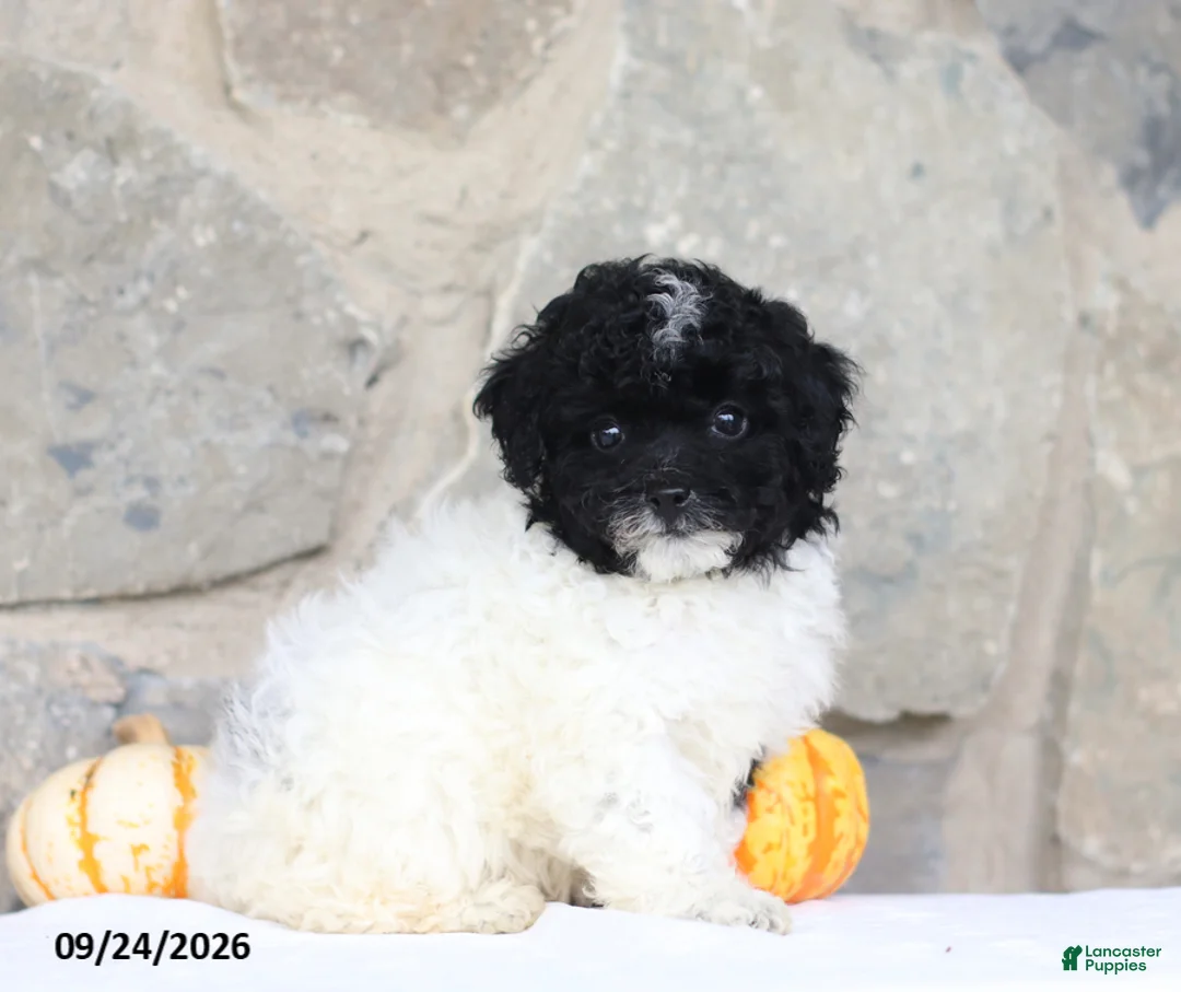 Toy Poodle dogs for sale: Carlyle - Ad 5