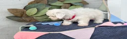 Bichon Frise dogs for sale: Elsie - Ad 12