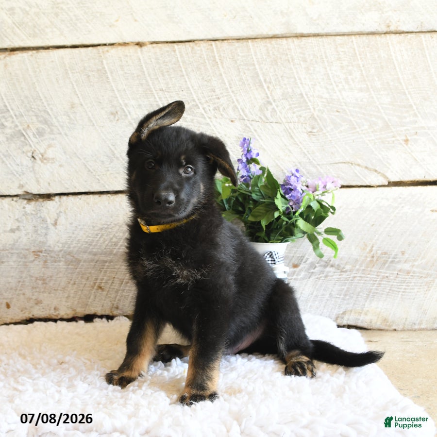 German Shepherd dogs Bear - Ad 1