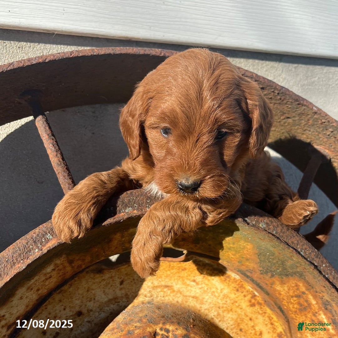 Mini Goldendoodle dogs for sale: Cookie - Ad 3