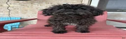 Cavapoo dogs for sale: Eliza - Ad 4