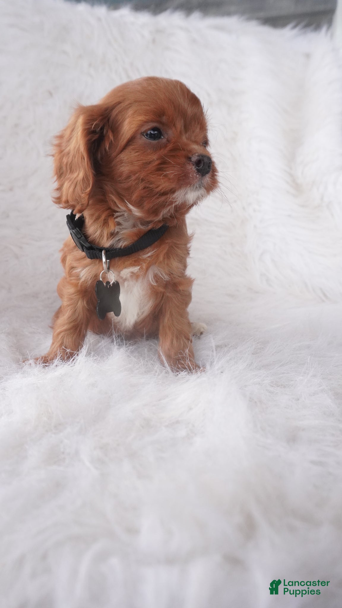 Cavapoo dogs Jinny  - Ad 2