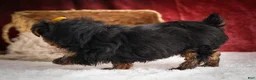 Yorkshire Terrier dogs for sale: DIESEL - Ad 13