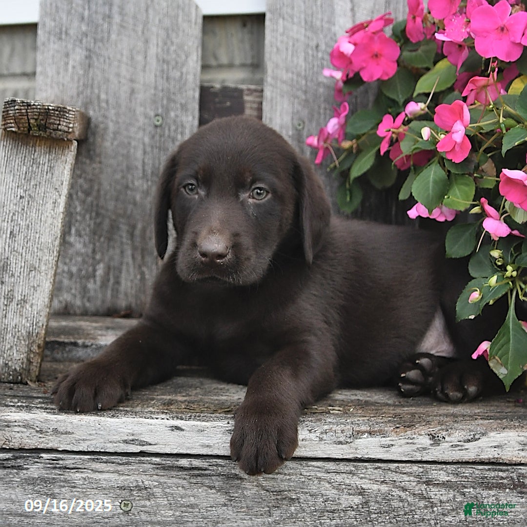 Black Lab Cream Labrador Puppies For Sale English Cream Lab Puppy