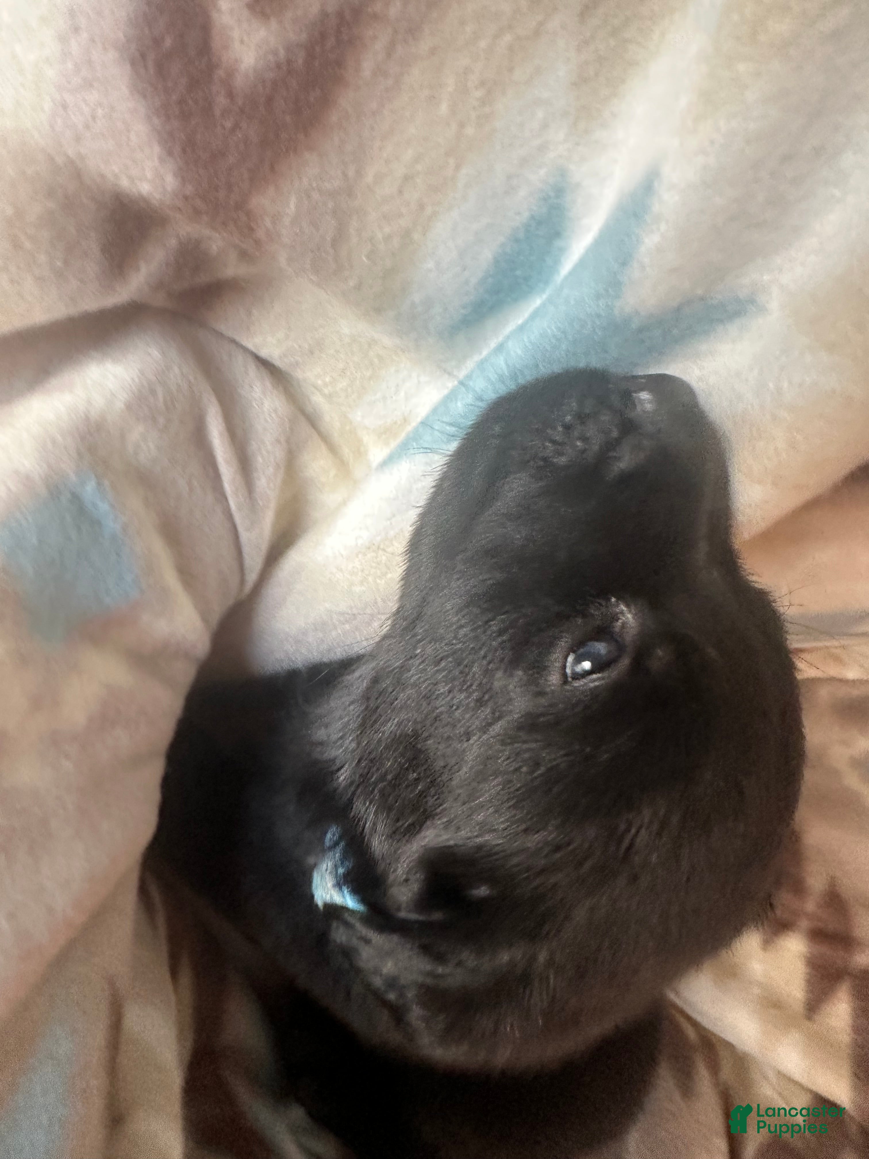 Labrador Retriever dogs Bear - Ad 11