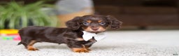 Miniature Dachshund dogs for sale: Zoey - Ad 9