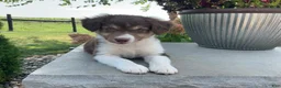 Mixed Breed dogs for sale: Michelle - Ad 2