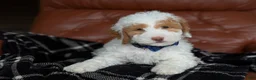 Mini Goldendoodle dogs for sale: Patches - Ad 7
