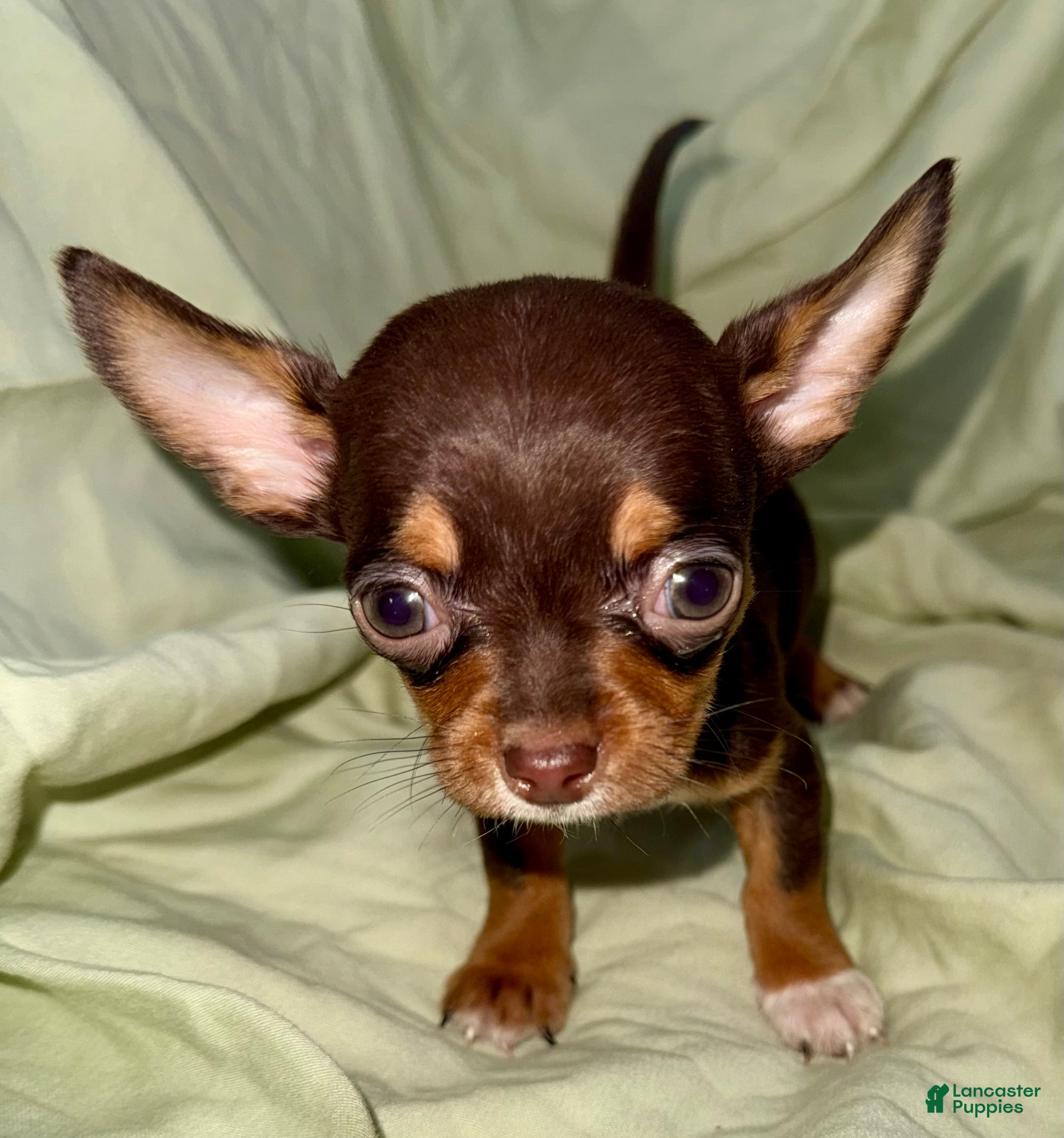 Chihuahua dogs Shorty  - Ad 2