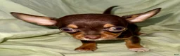 Chihuahua dogs for sale: Shorty  - Ad 2