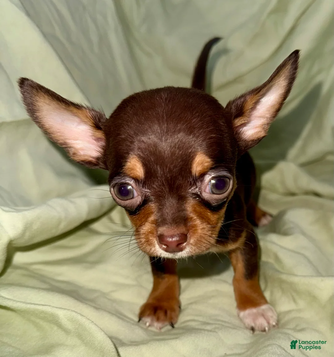 Chihuahua dogs for sale: Shorty  - Ad 2