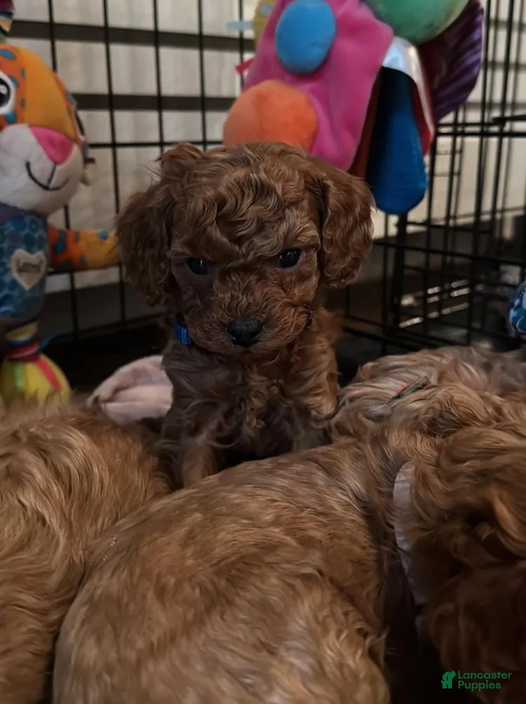 Cavapoo dogs for sale: Dave - Ad 1