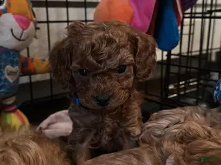 Cavapoo dogs Dave - Ad 20