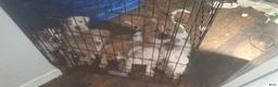 American Pit Bull Terrier dogs for sale: American Pit Bull Terrier  - Ad 16