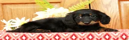 Miniature Dachshund dogs for sale: Vandavale - Ad 4