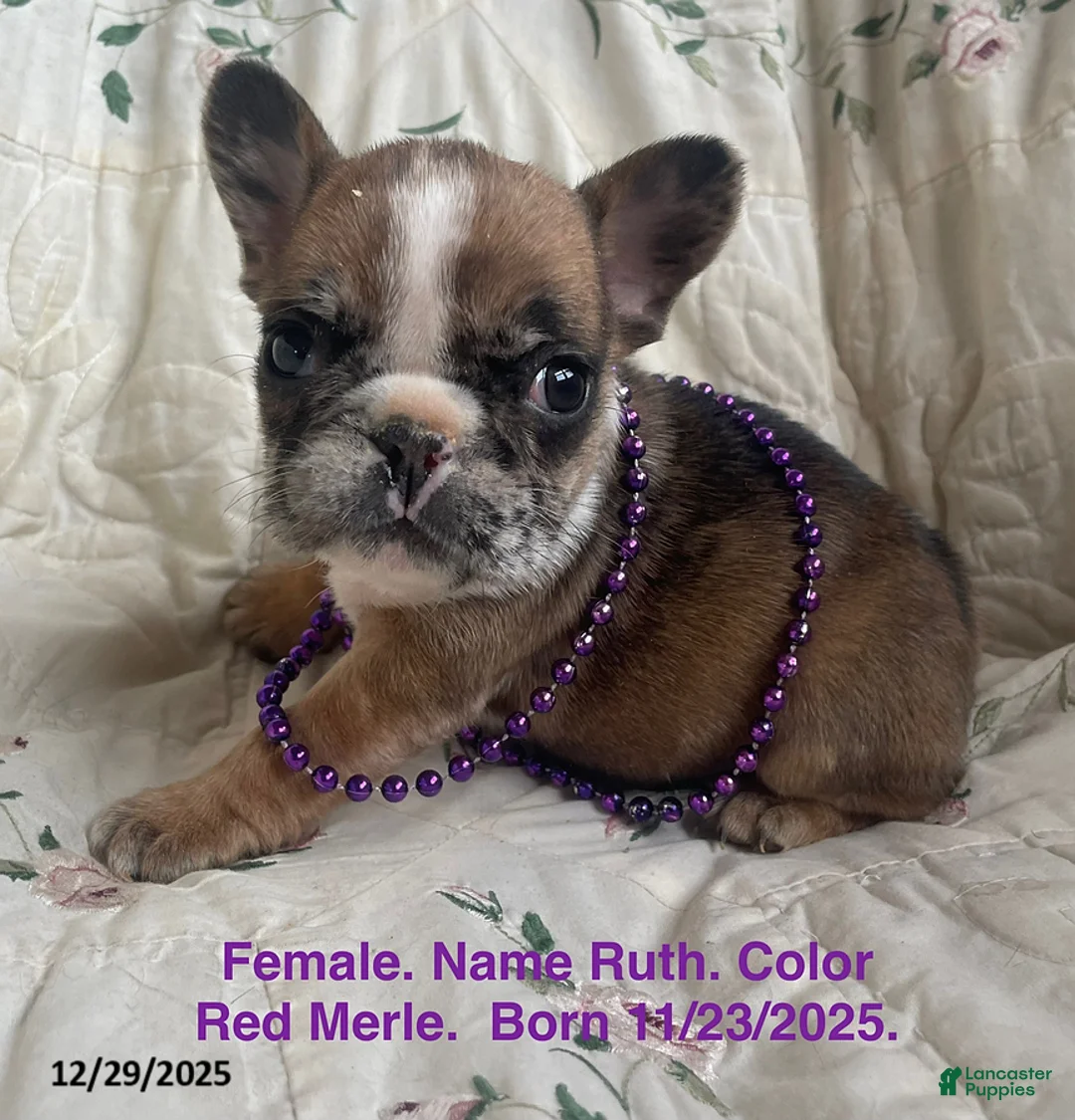French Bulldog dogs for sale: Ruth - Ad 1