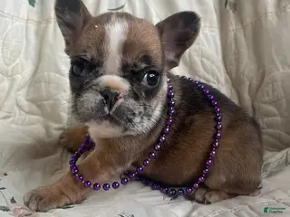 French Bulldog dogs Ruth - Ad 30