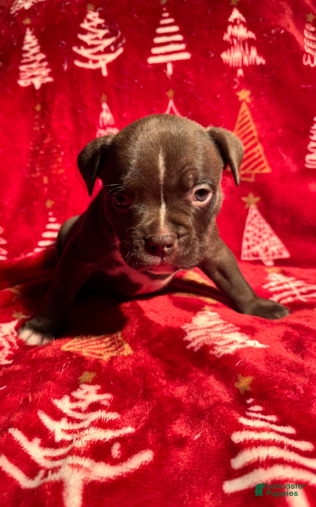 American Bully dogs for sale: American Bully Puppy 4 - Ad 5