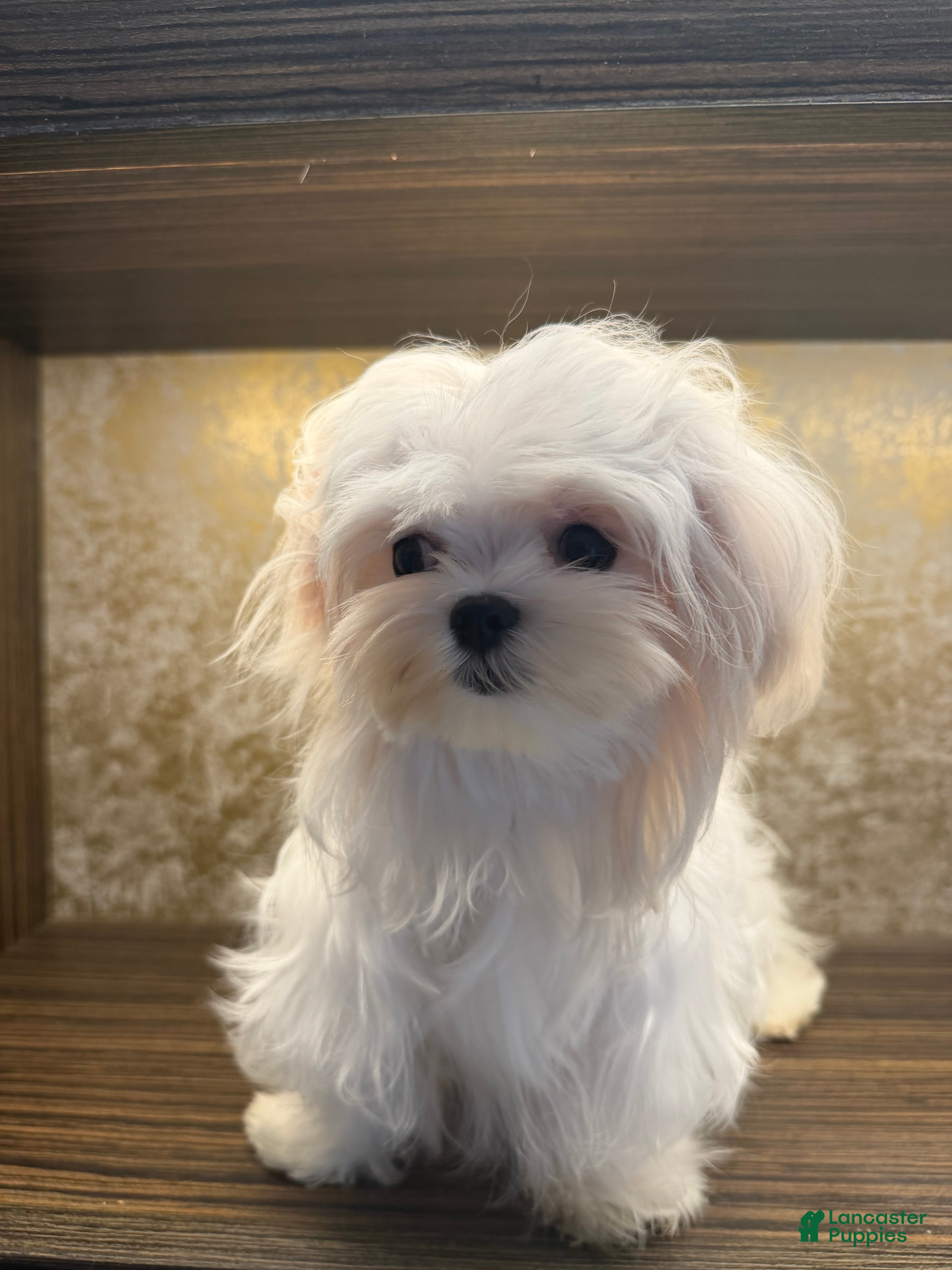 Maltese dogs Maltese 1 - Ad 2