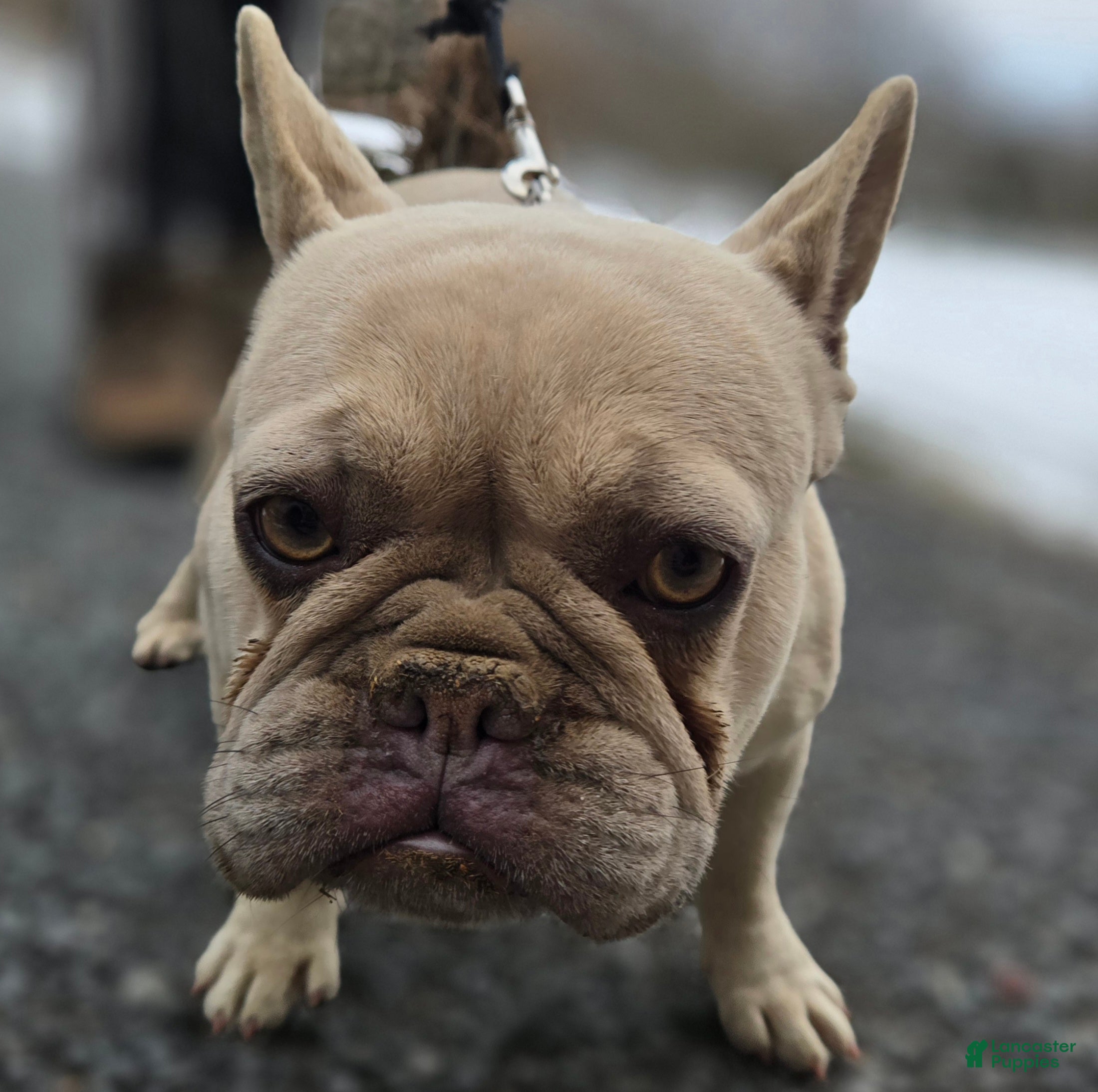 French Bulldog dogs French Bulldog Puppy 2 - Ad 1