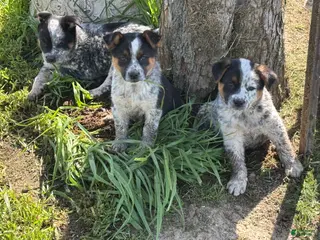 Mixed Breed dogs for sale: Mixed Breed Puppy 9 - Ad 2