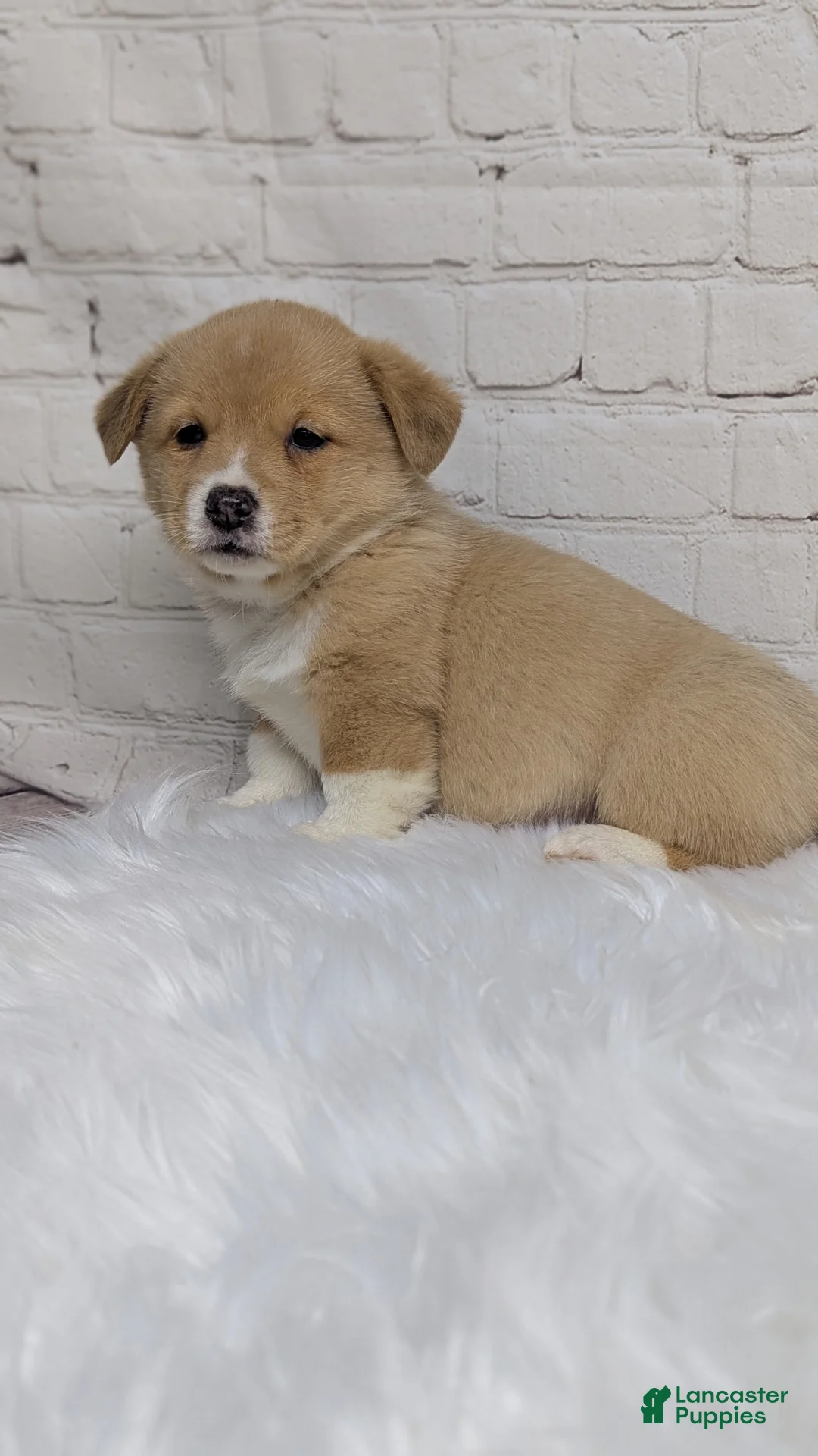 Welsh Corgi Pembroke dogs for sale: Gracie  - Ad 7