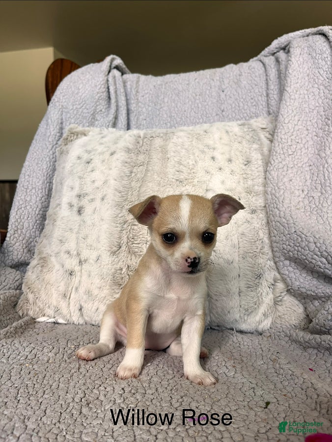 Chihuahua dogs Willow Rose - Ad 1