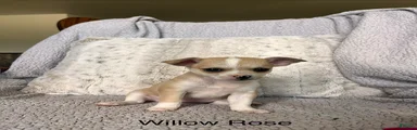 Willow Rose