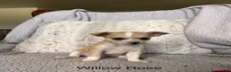 Chihuahua dogs for sale: Willow Rose - Ad 1