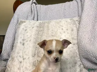 Chihuahua dogs for sale: Willow Rose - Ad 3