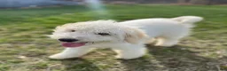 Mixed Breed dogs for sale: Mixed Breed Puppy 1 - Ad 3
