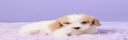 Cavapoo dogs for sale: Andy - Ad 4