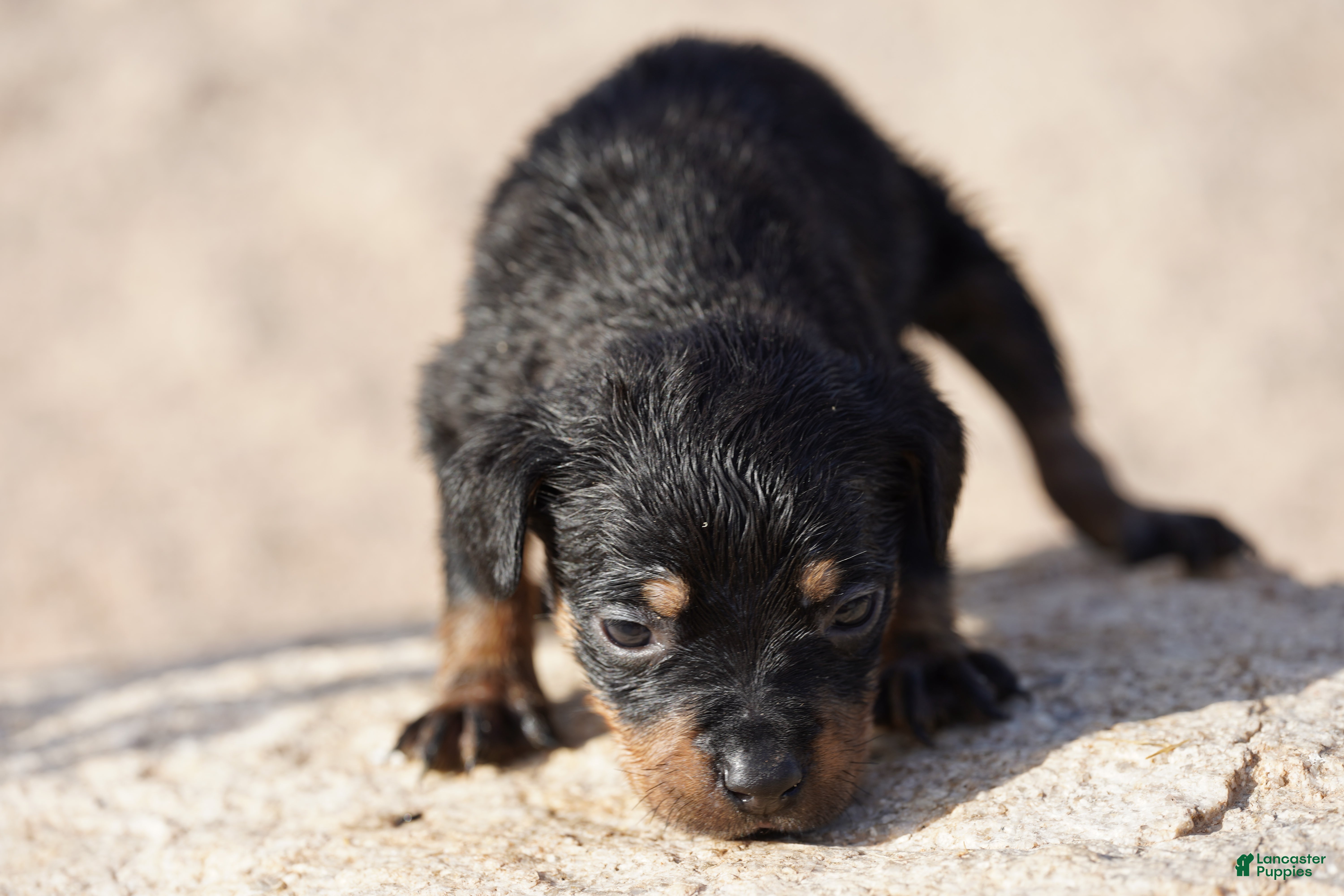 Rottweiler dogs Rott F3 - Ad 9