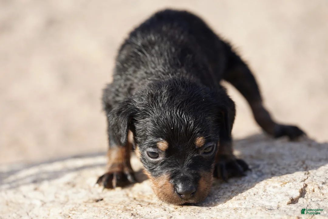 Rottweiler dogs for sale: Rott F3 - Ad 1