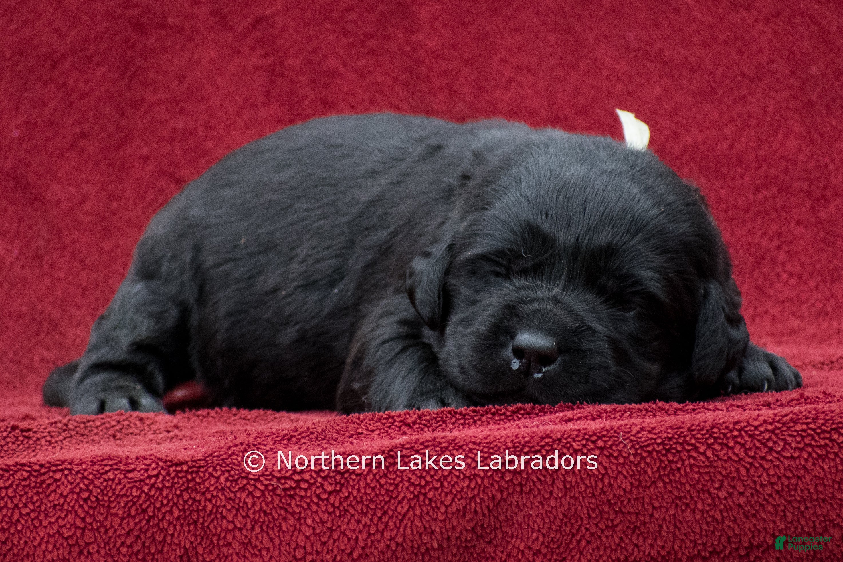 Labrador Retriever dogs Nikki - Ad 42