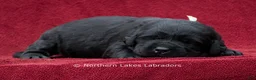 Labrador Retriever dogs for sale: Nikki - Ad 1