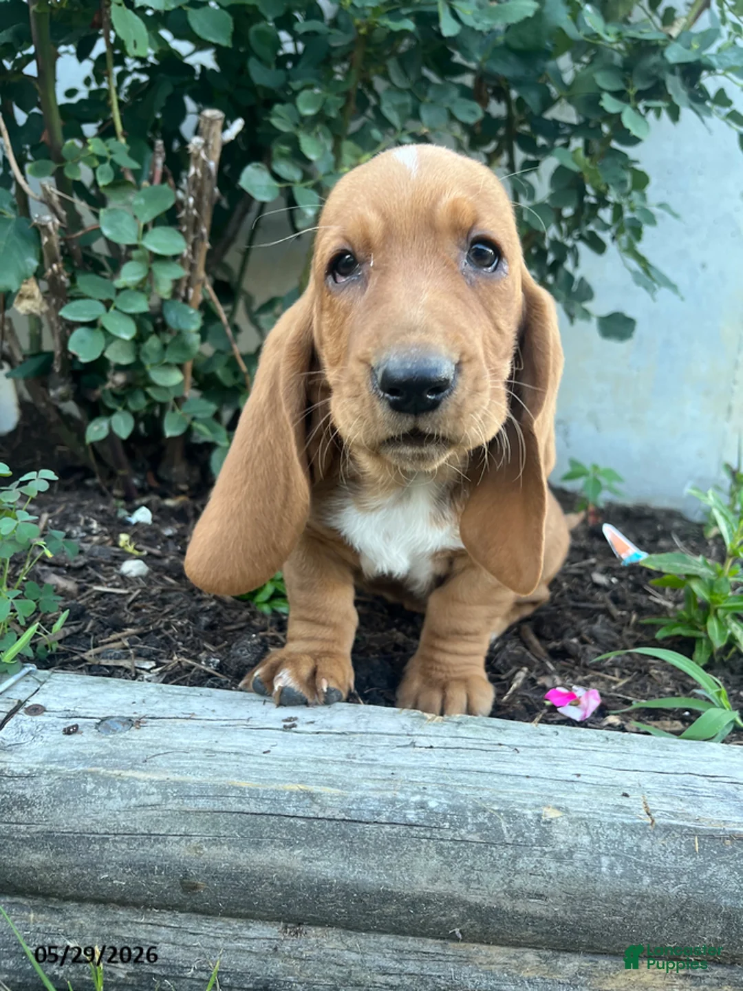 Basset Hound dogs for sale: Jess - Ad 4