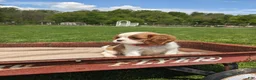 Cavalier King Charles Spaniel dogs for sale: Konnie  - Ad 13