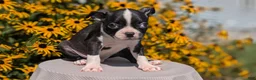 Boston Terrier dogs for sale: Tripp - Ad 8