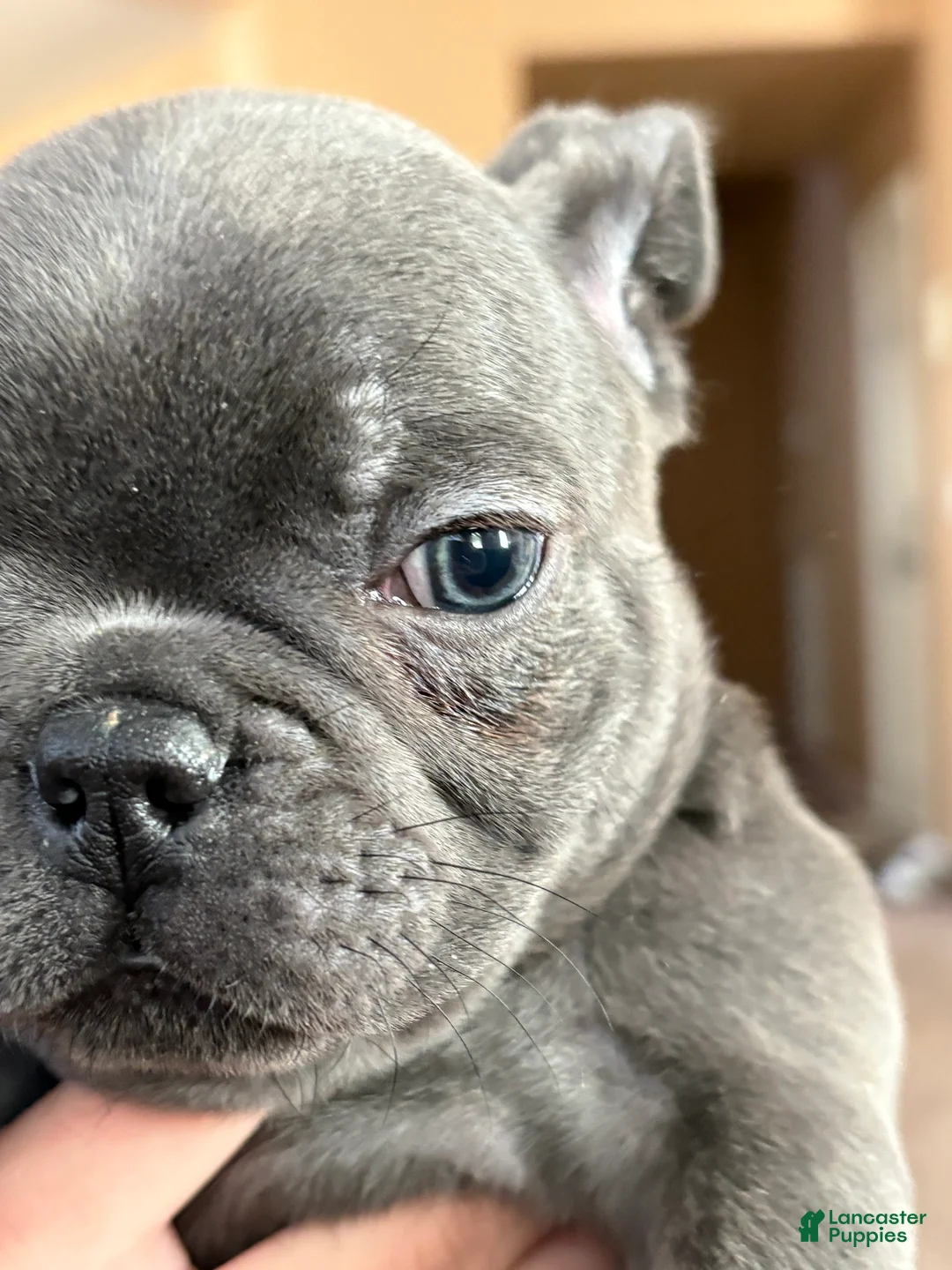 French Bulldog dogs for sale: French Bulldog Puppy 5 - Ad 2