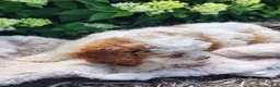 Cavapoo dogs for sale: Valentine - Ad 3