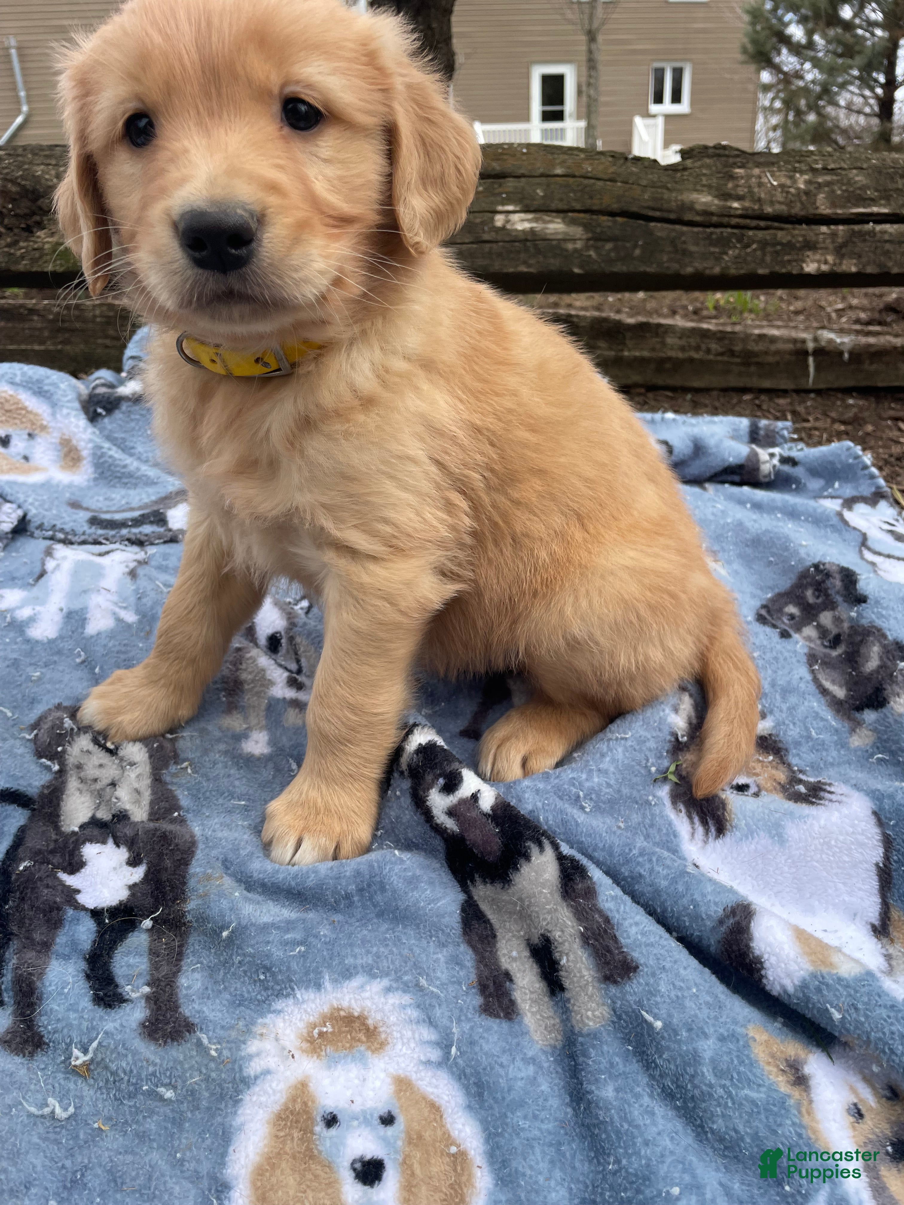 Golden Retriever dogs Graham - Ad 16
