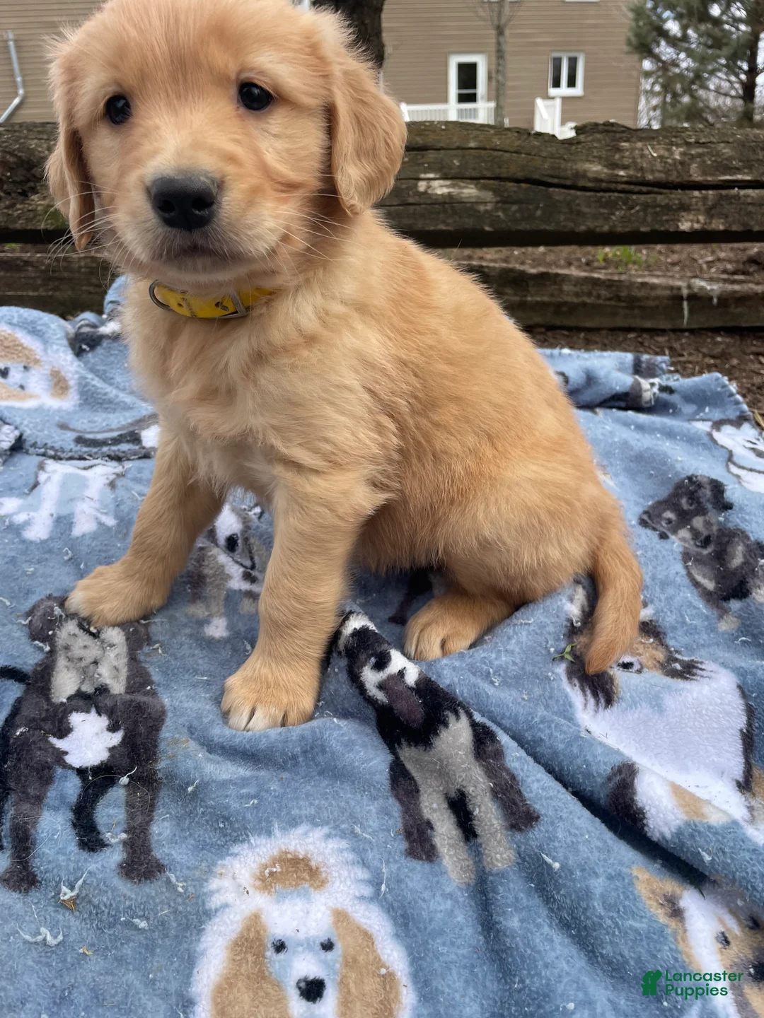 Golden Retriever dogs for sale: Graham - Ad 1