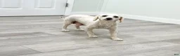 Bichpoo dogs for sale: Zoey - Ad 6