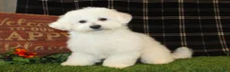 Bichon Frise dogs for sale: Irene - Ad 5