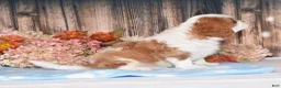 Cavalier King Charles Spaniel dogs for sale: Hux - Ad 3