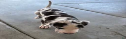 Great Dane dogs for sale: Chaleco - Ad 3