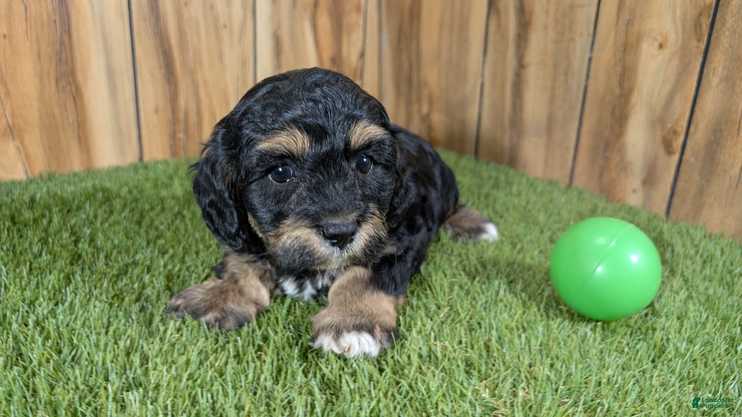 Cavapoo dogs for sale: Effie Boy 1 - Ad 3