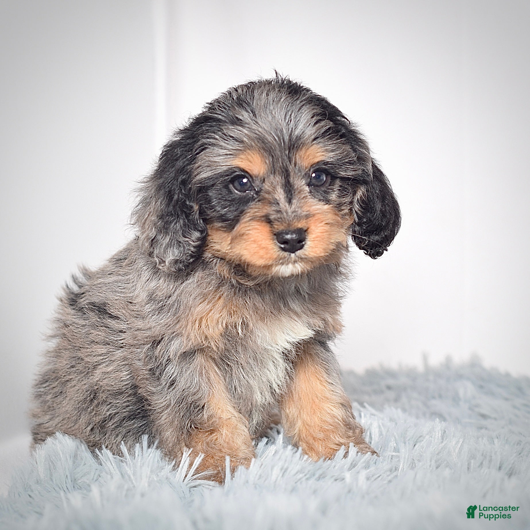 Cavapoo dogs Ms. Belle - Ad 2